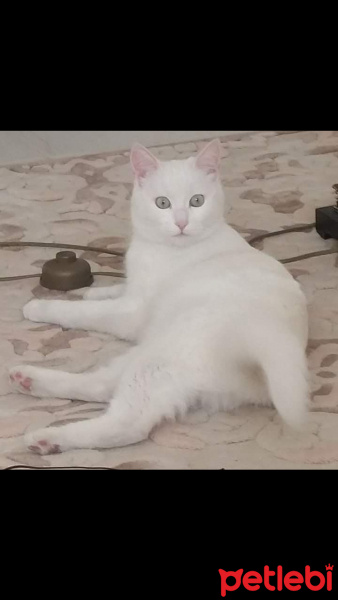 Ankara Kedisi, Kedi  Kartopu fotoğrafı