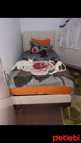 Ankara Kedisi, Kedi  Kartopu fotoğrafı