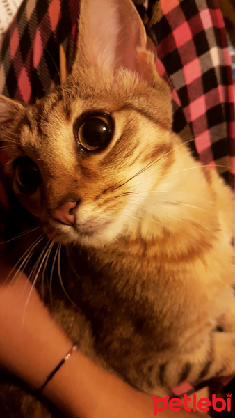 Tekir Kedi, Kedi  Fındık fotoğrafı