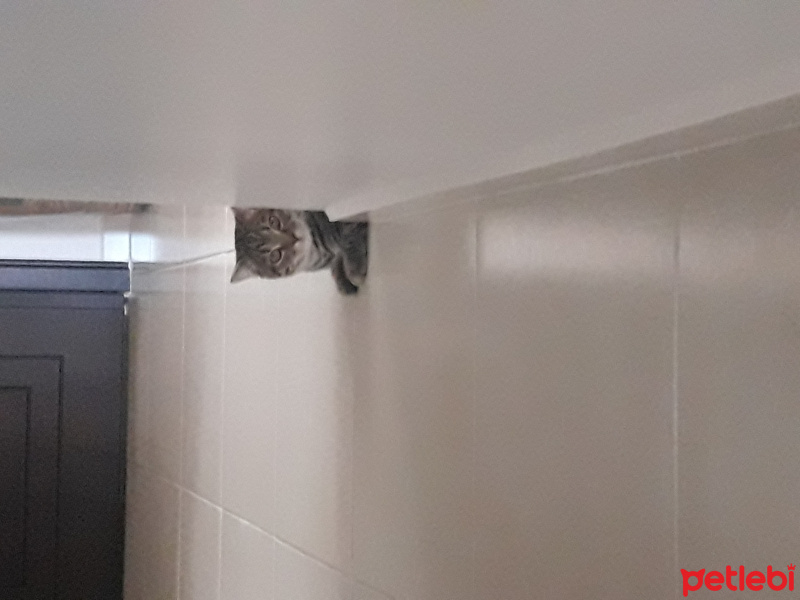 Scottish Fold, Kedi  pati fotoğrafı