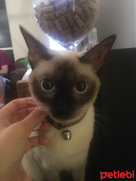 Siyam Kedisi, Kedi  Coco Chanel fotoğrafı