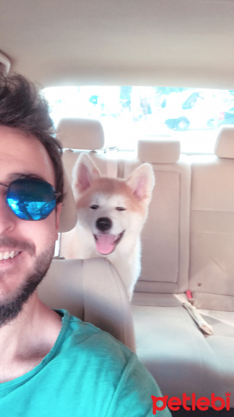 Akita İnu, Köpek  Akamaru fotoğrafı