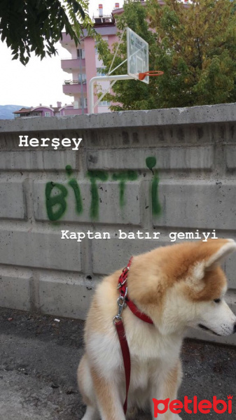 Akita İnu, Köpek  Akamaru fotoğrafı
