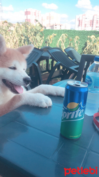 Akita İnu, Köpek  Akamaru fotoğrafı