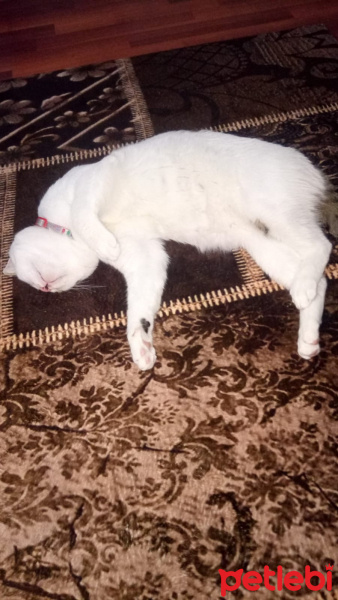 Tekir Kedi, Kedi  Sabri fotoğrafı