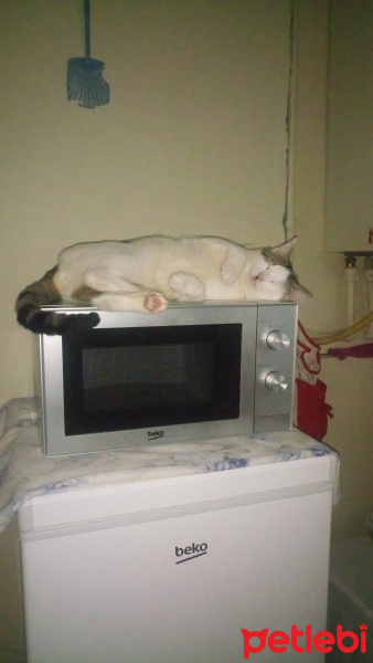 Tekir Kedi, Kedi  Sabri fotoğrafı