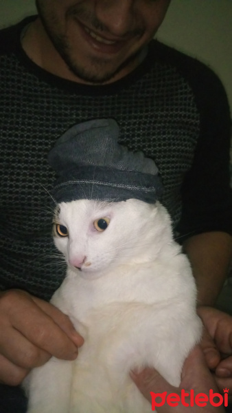 Tekir Kedi, Kedi  Sabri fotoğrafı