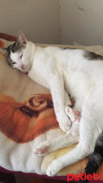 Tekir Kedi, Kedi  Sabri fotoğrafı