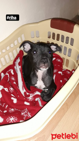 Amerikan Pitbull Terrier, Köpek  Riha fotoğrafı