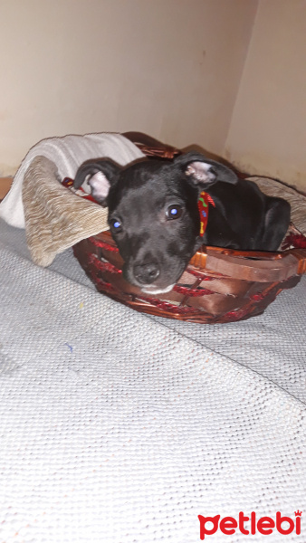 Amerikan Pitbull Terrier, Köpek  Riha fotoğrafı