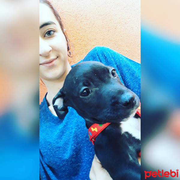 Amerikan Pitbull Terrier, Köpek  Riha fotoğrafı