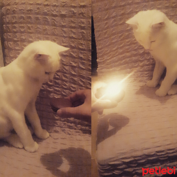 British Shorthair, Kedi  Poni fotoğrafı