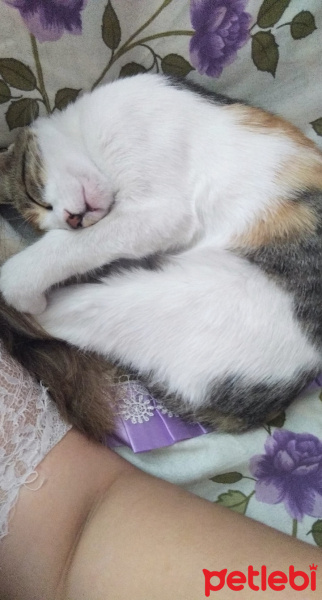 Tekir Kedi, Kedi  Badem fotoğrafı