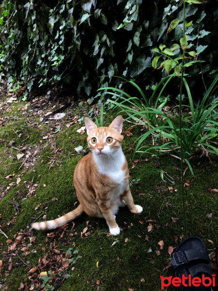 Sarman, Kedi  misket fotoğrafı