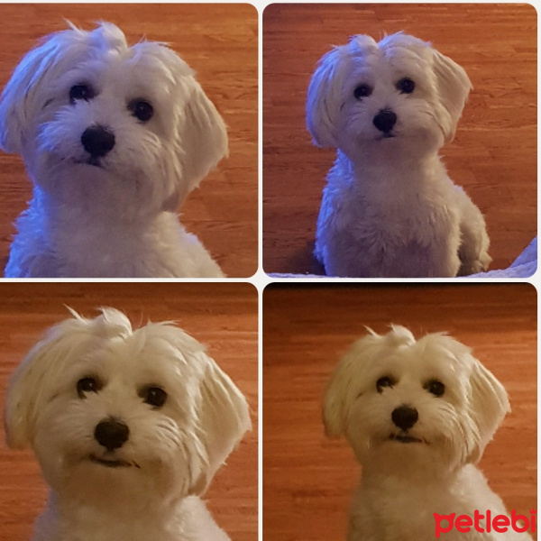 Maltese, Köpek  Puffy fotoğrafı