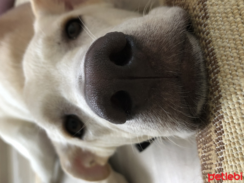 Labrador Retriever, Köpek  Pars fotoğrafı