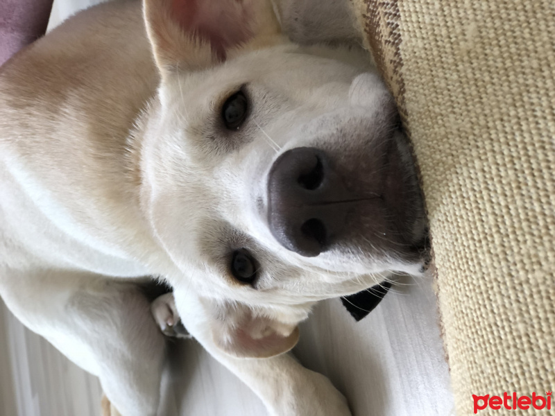 Labrador Retriever, Köpek  Pars fotoğrafı