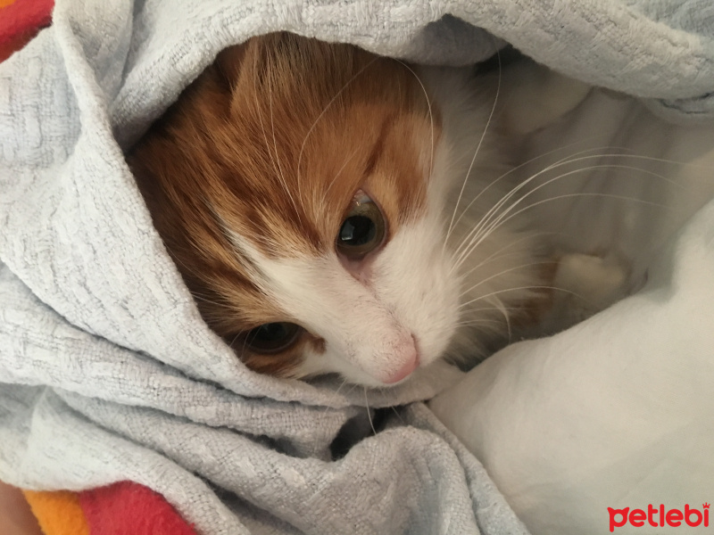 Sarman, Kedi  crookshanks fotoğrafı