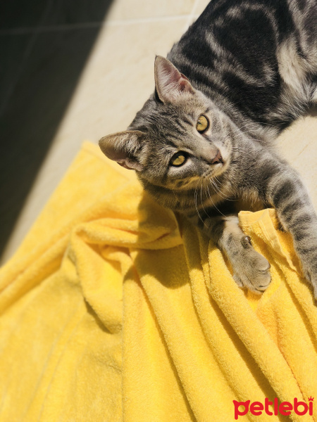 Tekir Kedi, Kedi  Duman fotoğrafı