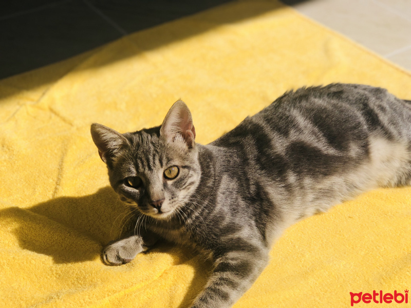 Tekir Kedi, Kedi  Duman fotoğrafı