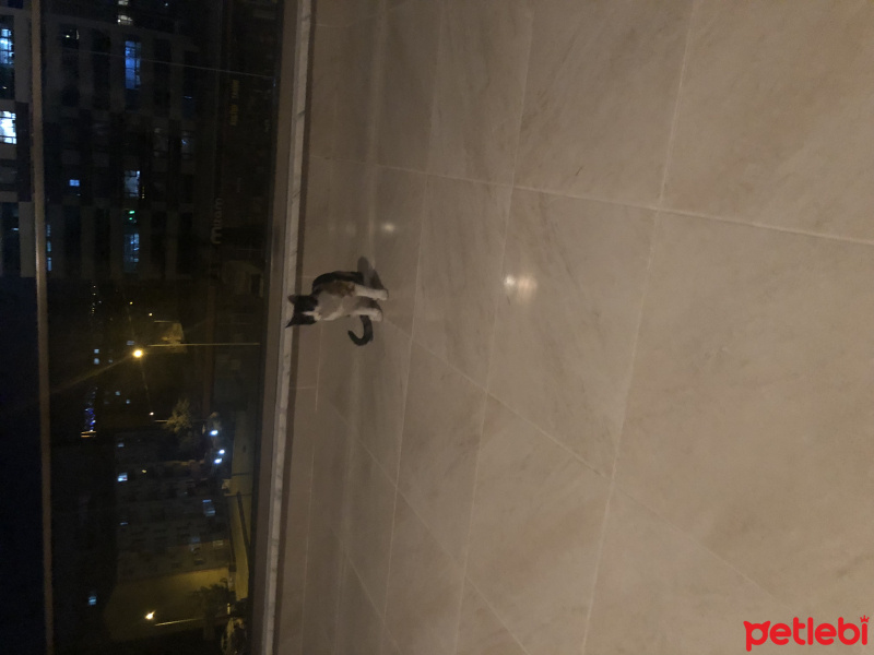 Tekir Kedi, Kedi  Fıstık fotoğrafı
