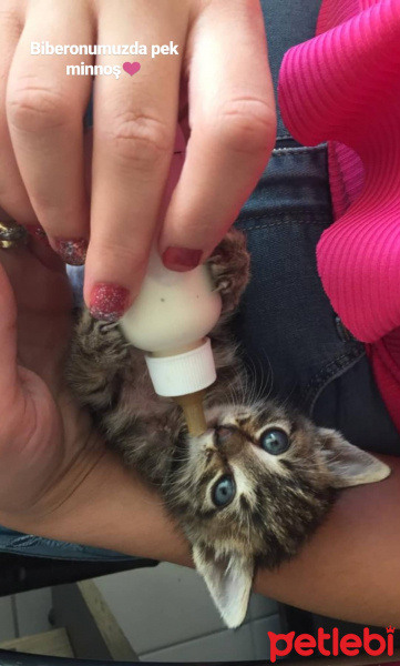 Tekir Kedi, Kedi  Charlie fotoğrafı