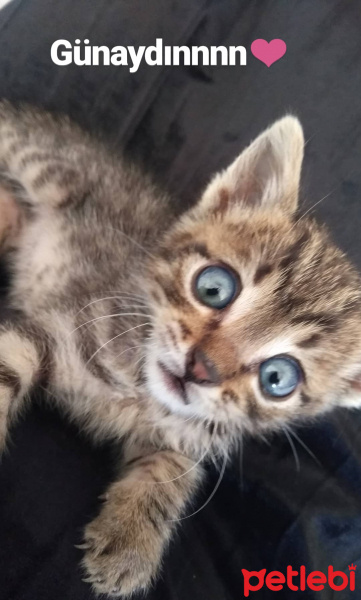 Tekir Kedi, Kedi  Charlie fotoğrafı