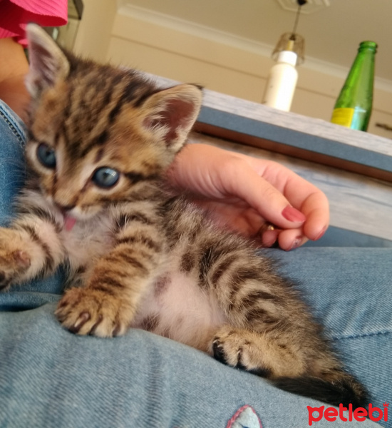Tekir Kedi, Kedi  Charlie fotoğrafı