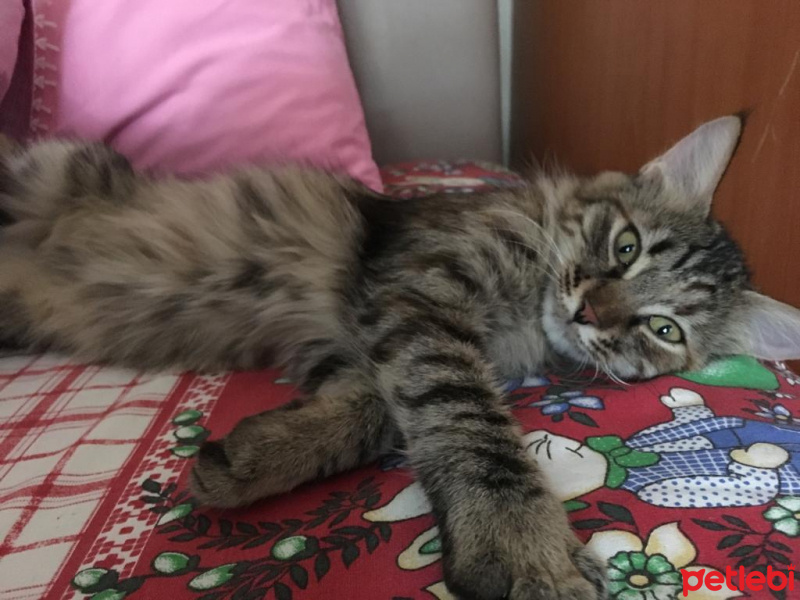 Tekir Kedi, Kedi  üzüm fotoğrafı