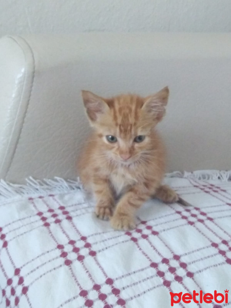 Tekir Kedi, Kedi  Muyav fotoğrafı