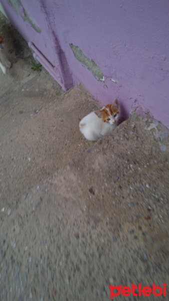 Tekir Kedi, Kedi  Kedi fotoğrafı
