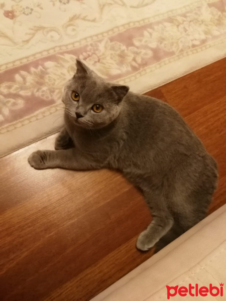 Scottish Fold, Kedi  Gazoz fotoğrafı