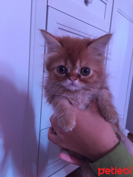 İran Kedisi (Persian), Kedi  3 kucuk yavru fotoğrafı