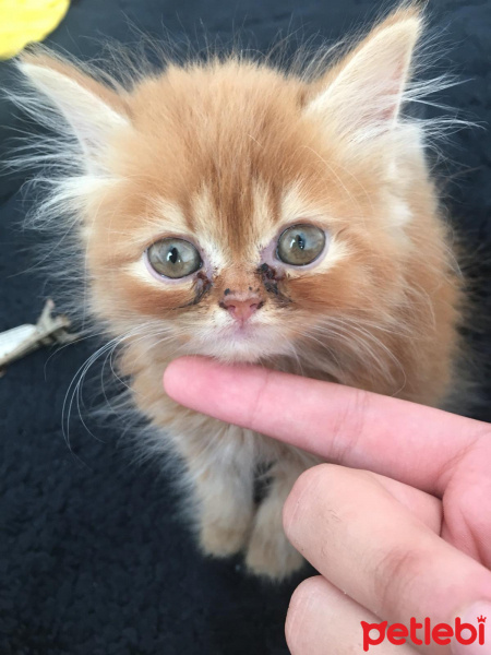 İran Kedisi (Persian), Kedi  3 kucuk yavru fotoğrafı