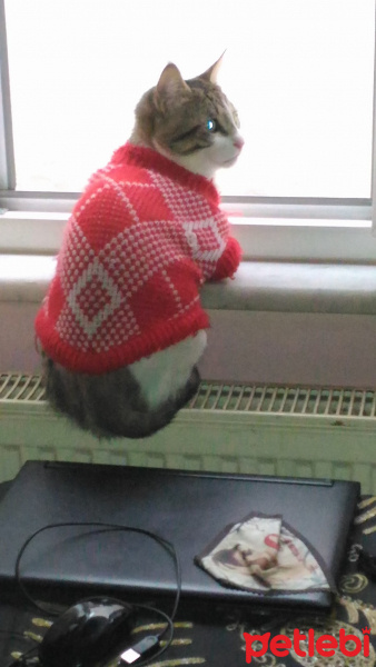 Tekir Kedi, Kedi  EFES fotoğrafı