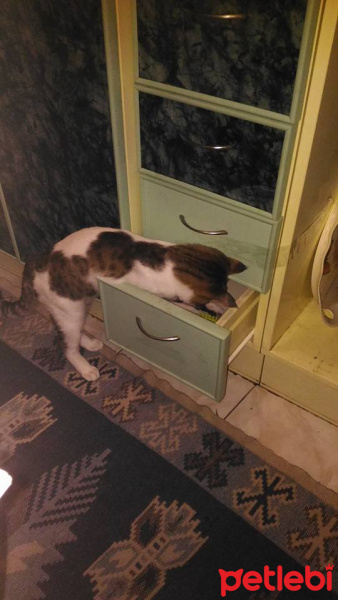 Tekir Kedi, Kedi  EFES fotoğrafı