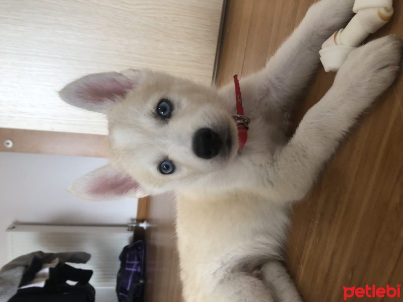 Sibirya Kurdu (Husky), Köpek  buz fotoğrafı