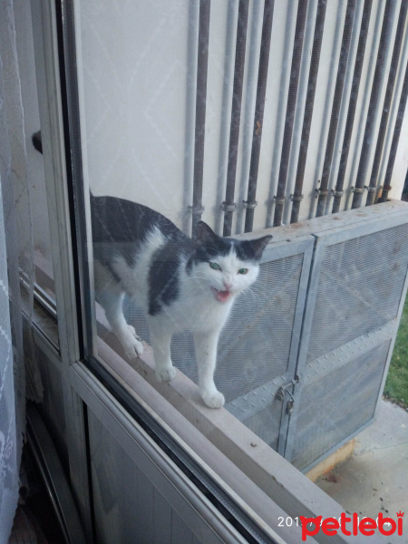 Tekir Kedi, Kedi  Boncuk fotoğrafı