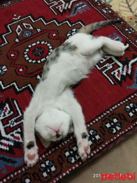 Tekir Kedi, Kedi  Edi ve Büdü fotoğrafı