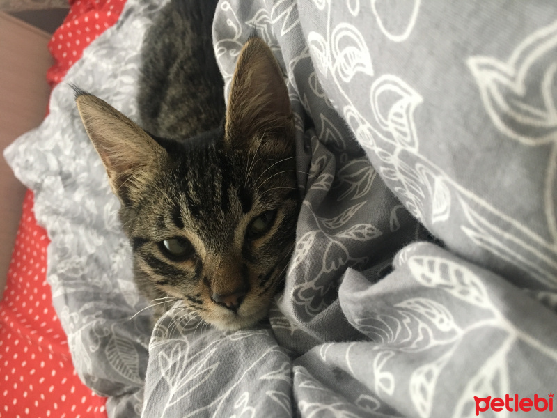 Tekir Kedi, Kedi  Şanslı fotoğrafı