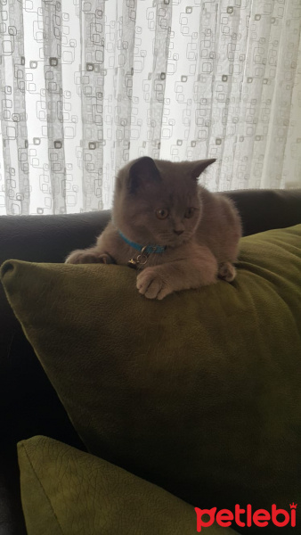 British Shorthair, Kedi  Şapşik fotoğrafı
