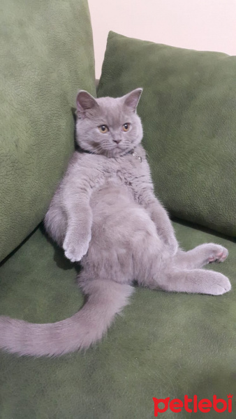 British Shorthair, Kedi  Şapşik fotoğrafı