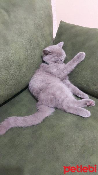 British Shorthair, Kedi  Şapşik fotoğrafı