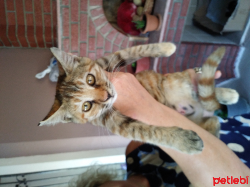 Tekir Kedi, Kedi  Kozalak fotoğrafı