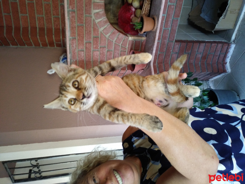 Tekir Kedi, Kedi  Kozalak fotoğrafı