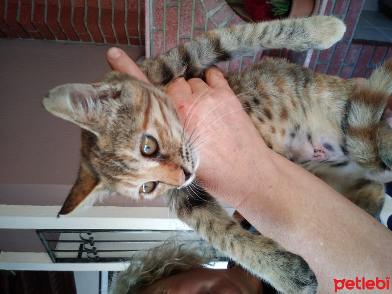Tekir Kedi, Kedi  Kozalak fotoğrafı