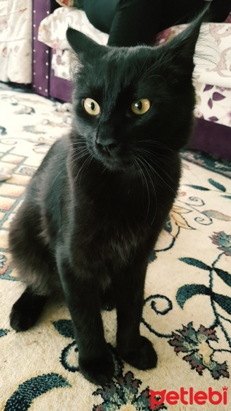 Tekir Kedi, Kedi  Mırmır fotoğrafı