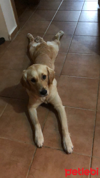 Golden Retriever, Köpek  Mia fotoğrafı