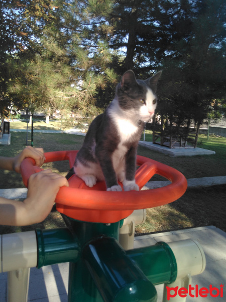 Tekir Kedi, Kedi  Minnoş fotoğrafı