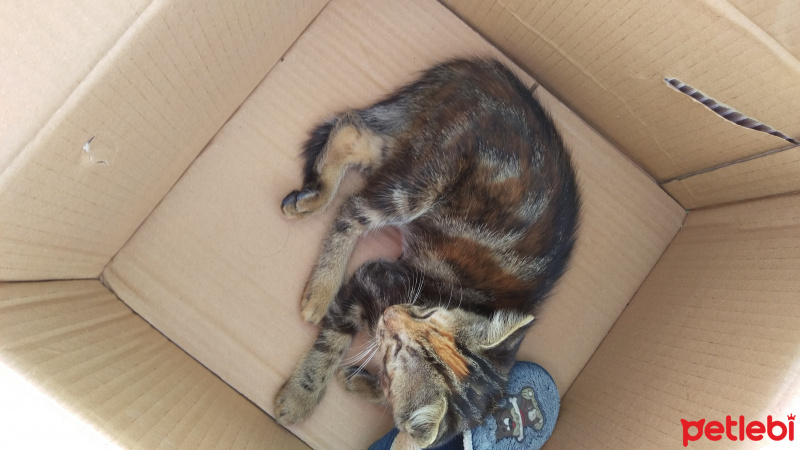 Tekir Kedi, Kedi  Piti piti fotoğrafı